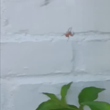Big spider