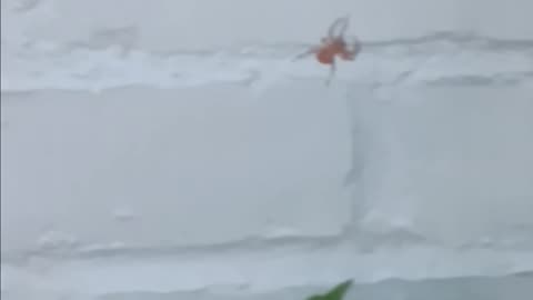 Big spider