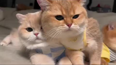 Cute kittens 🐈🥰