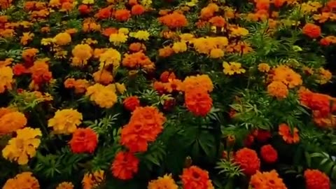 There is no Life Without Allah 🕊️✨