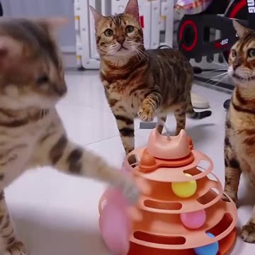 Tower of Tracks Interactive Turntable Cat Toy