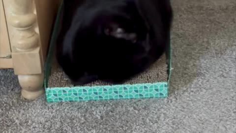Cute Precious Piper is a Rectangular Loaf - Adopting a Cat from a Shelter Vlog #shorts