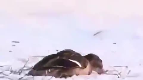 Fastest Animal On Earth