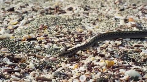 Snake vs Dragon