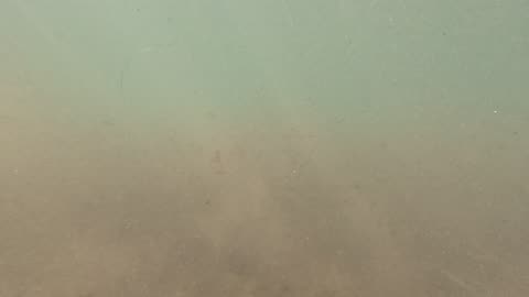 Walking Underwater View - La Jolla Shores #4K #lajolla #fish #underwater San Diego