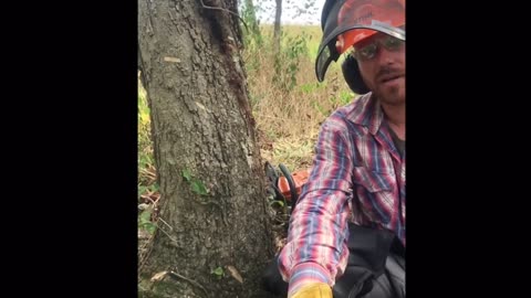 Felling Trees for a Softer Forest Edge