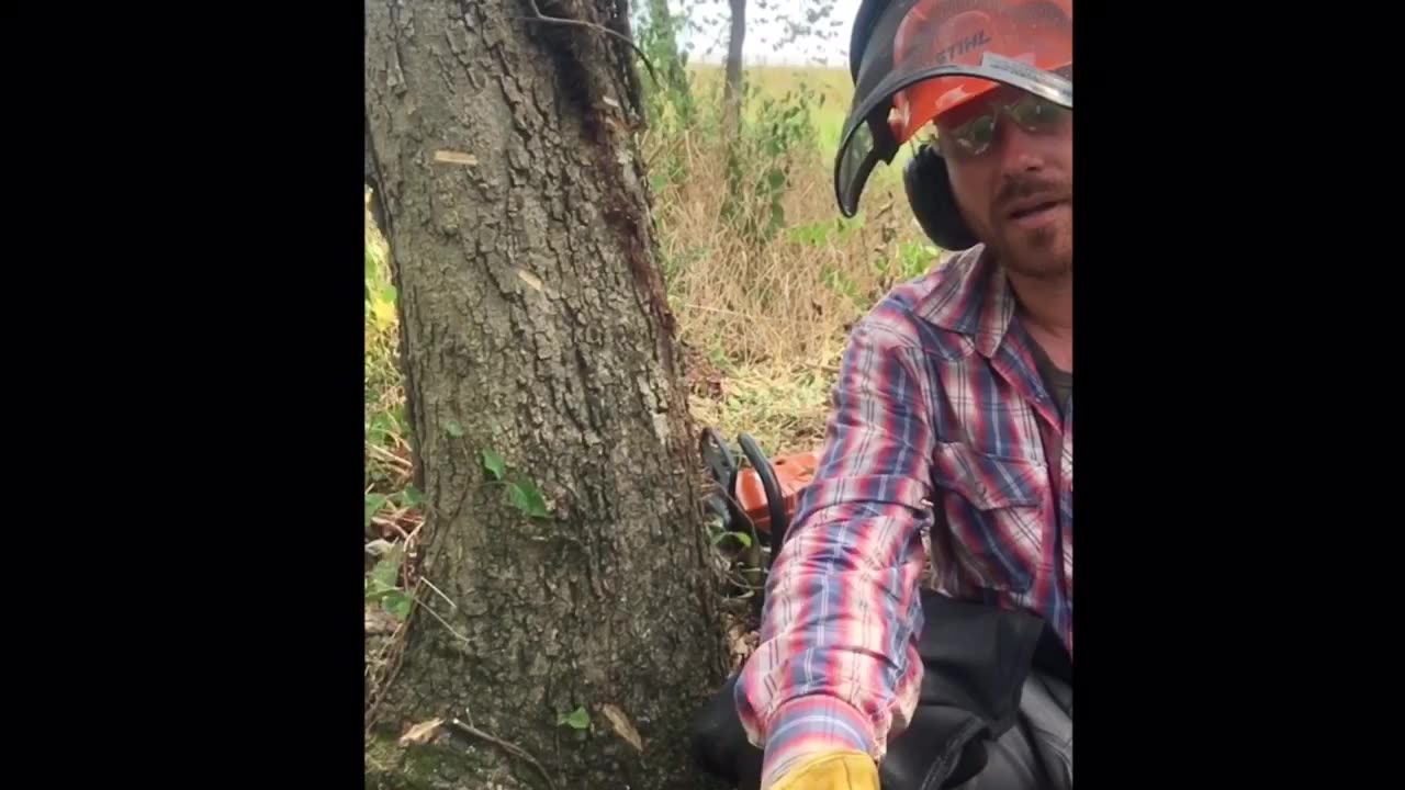 Felling Trees for a Softer Forest Edge