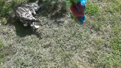 FunHubTV: Playful Kitten Rolling and Playing with Rope 😻🐾