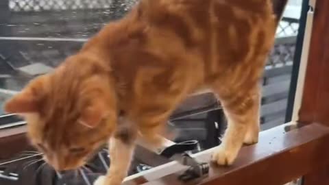 "Ultimate Funny Cats Compilation 😹 | Hilarious Cat Moments That'll Make Your Day!"