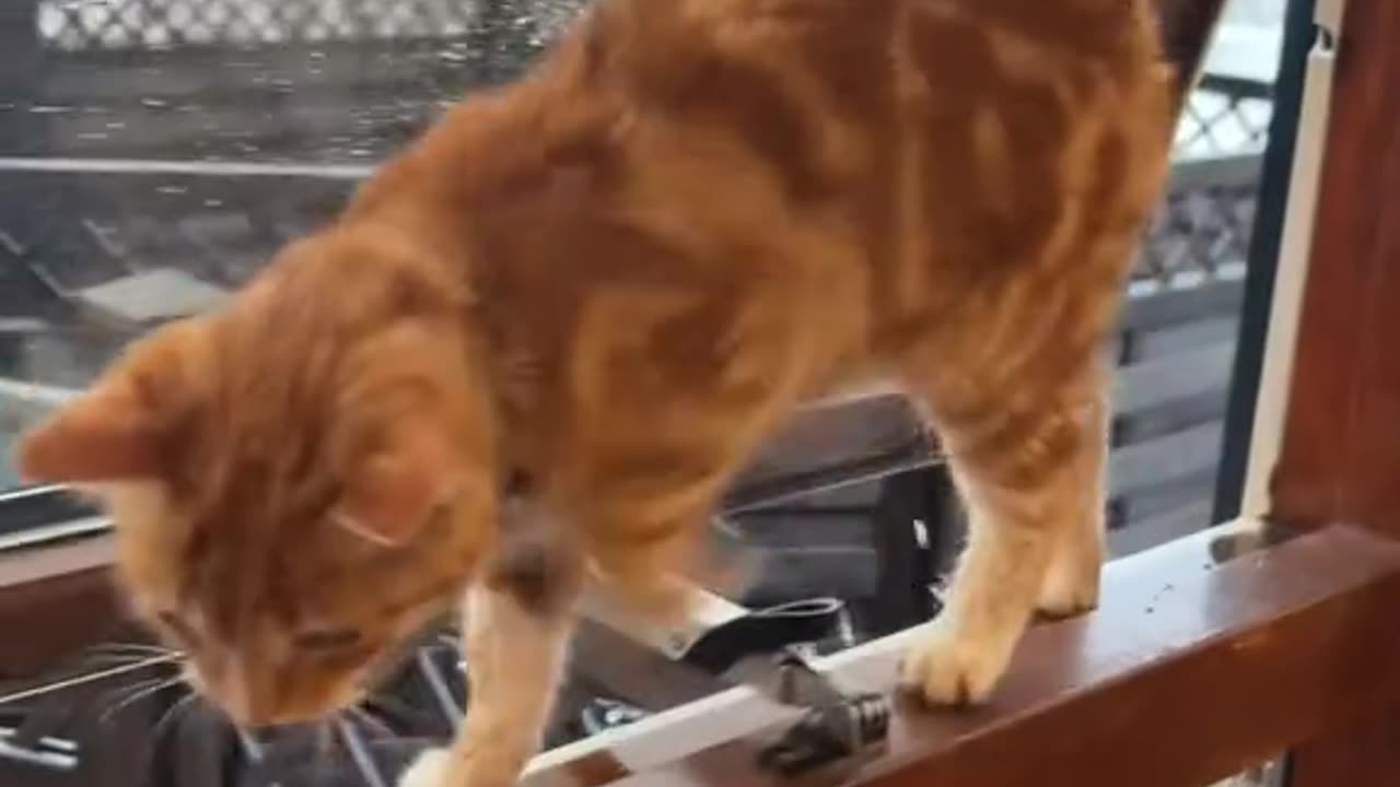 "Ultimate Funny Cats Compilation 😹 | Hilarious Cat Moments That'll Make Your Day!"