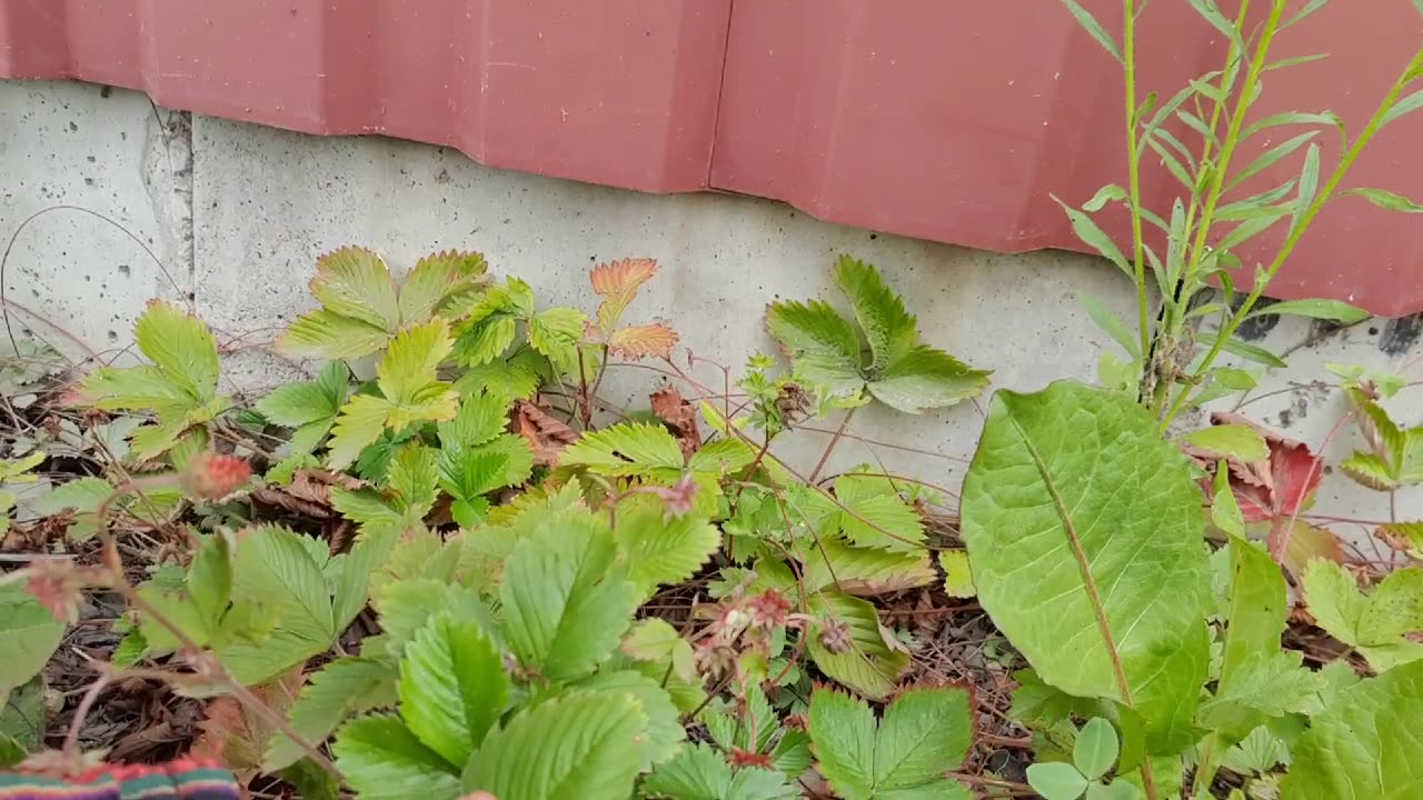 Freeeee fooood in Sweden! part 2 Finding Smultron🍓