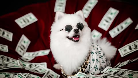 gizmo051-money man (Official Video]