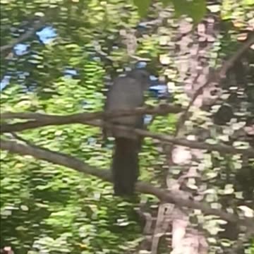 Mockingbird or Blackbird