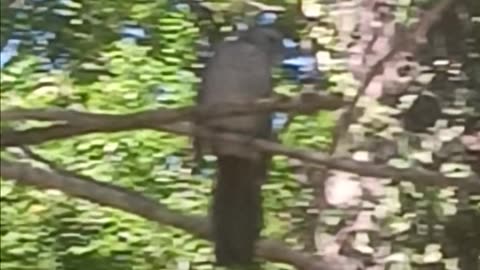 Mockingbird or Blackbird