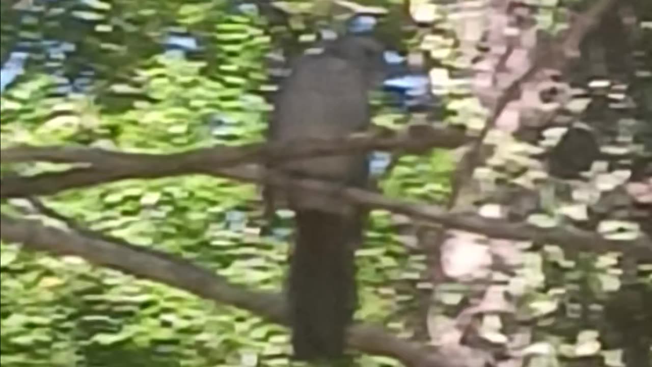Mockingbird or Blackbird