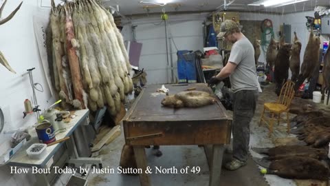 Fur Shed - Skinning Beavers