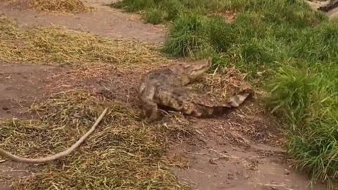 Drive the crocodile into the water to pick up eggs
