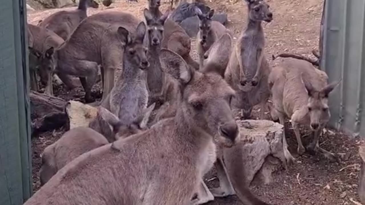 Kangaroos loving coming to the pub in Australia