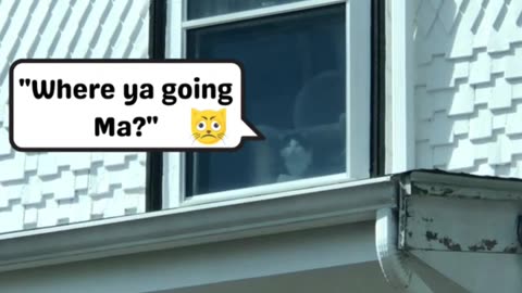 Clingy Cat's Concerned Window Watch | Funny Tuxedo Cat Short #ytcat