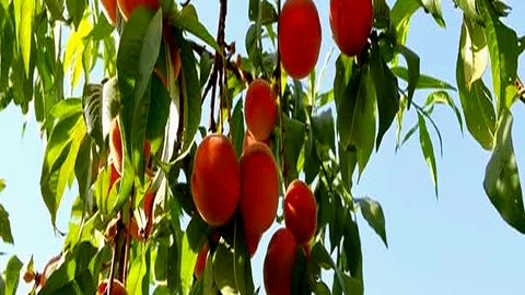 Enjoy Delicious Peaches This Summer as Easy to
