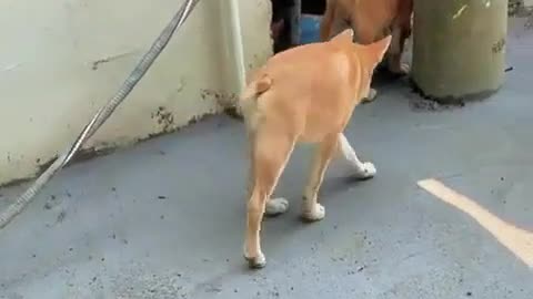 🤯✨ You Won't Believe These Dogs with Short Spine Syndrome! | FeedMyCuriosity