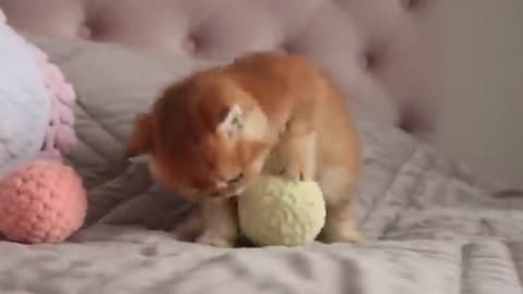 Meow Mix
