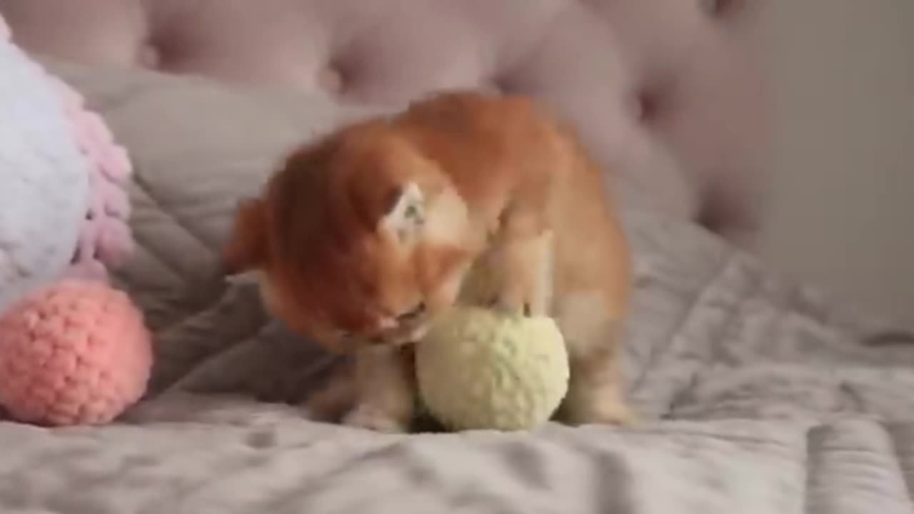 Meow Mix