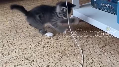 funny boujee cats