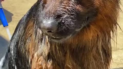 Funny dog