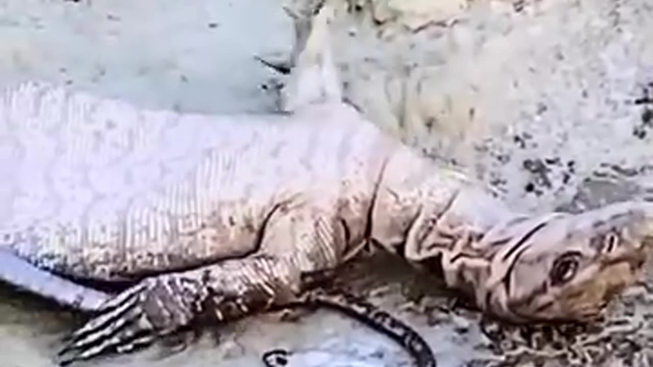 komodo VS Cobra : A Battle of Titans