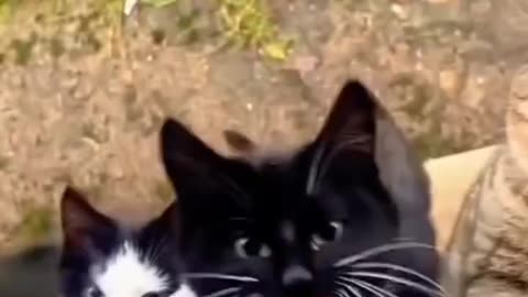 😊 🐯#Michis 😸#Gatitos 🦊#Peluditos 🐰#Graciosos. - 🐹#KediTom.👍