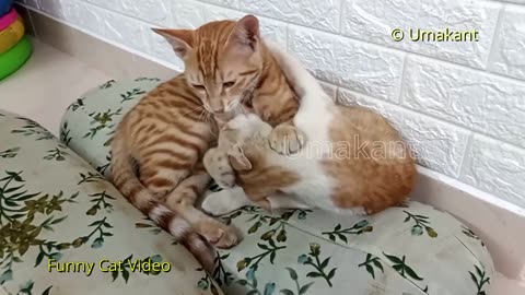 Funny Cats 157-Bhua With Bobby