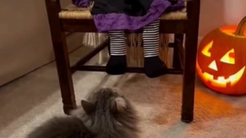 😹 Cat Scared of Halloween Doll 🎃 | Funny Cat Reaction | Spooky & Cute Moments 👻
