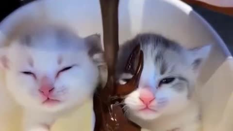 Cat attack to city center