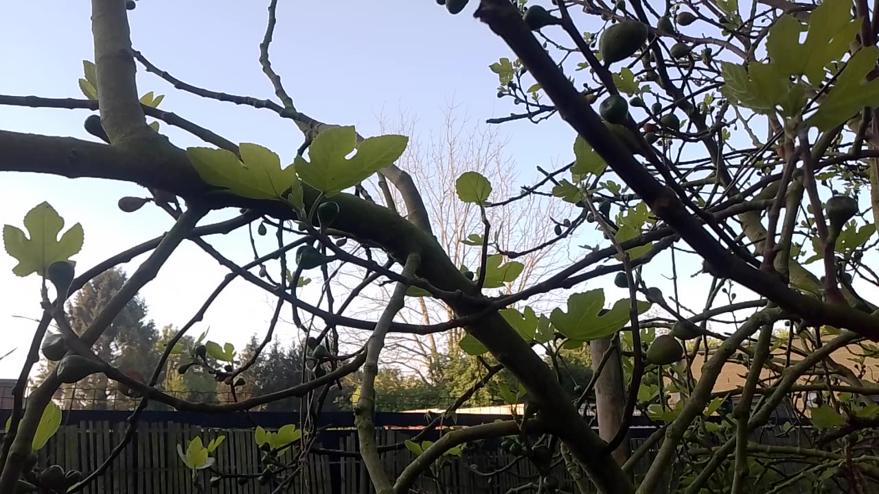 Morning Sounds in the Flemish Tasty Forest 2025-04-27 7:22 AM with Volume Boost