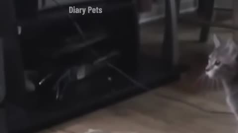 Funny animals video