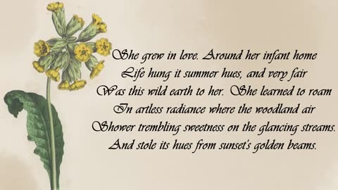 Cowslip- The Language of Flowers