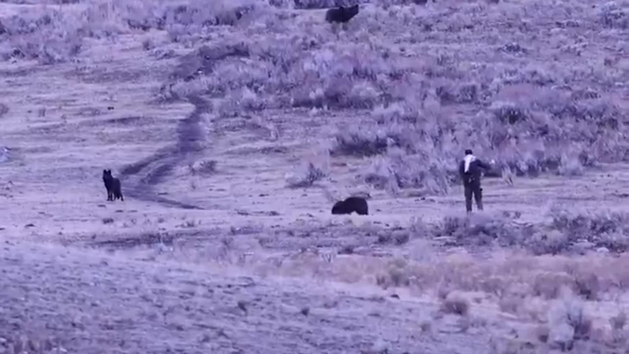 New video shows a man approaching a pack of wolves in Yellowstone National Park.