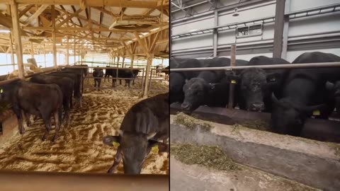 ASI se HACE la CARNE más CARA del MUNDO