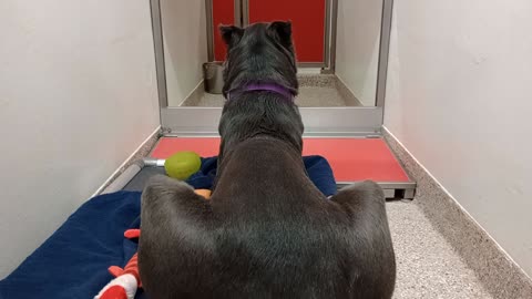 Draco 5y A886287 kennel 102 PACC shelter sadly big lug was just in wrong place wrong time20251207252