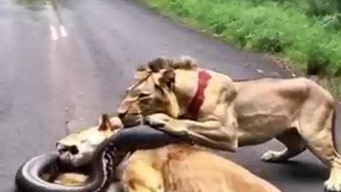 Trending: lion and snake #naturelovers #snakeslover #snakelover #wildlife