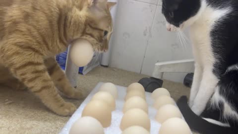 cat eats eggs