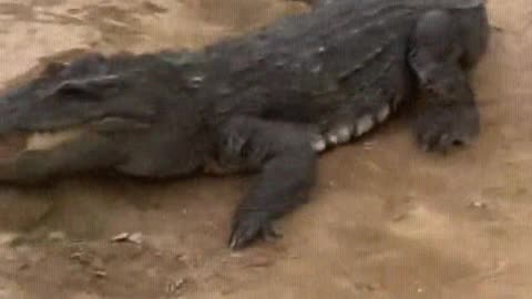 Crocodile is afraid of shovel