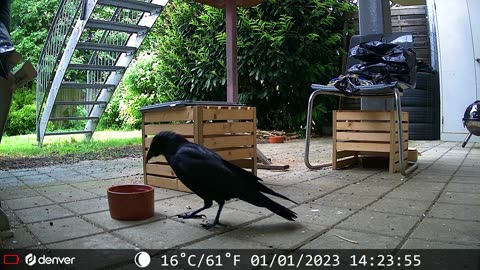 Carrion Crow - Rabenkrähe