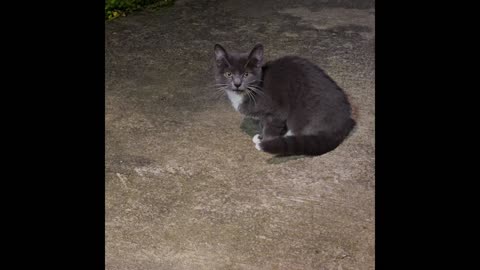 Stray Kitten.