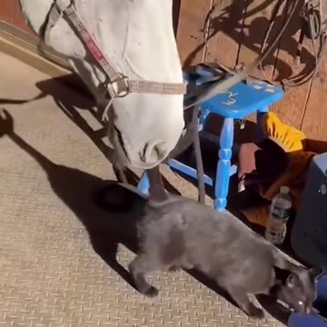 Cats and horses