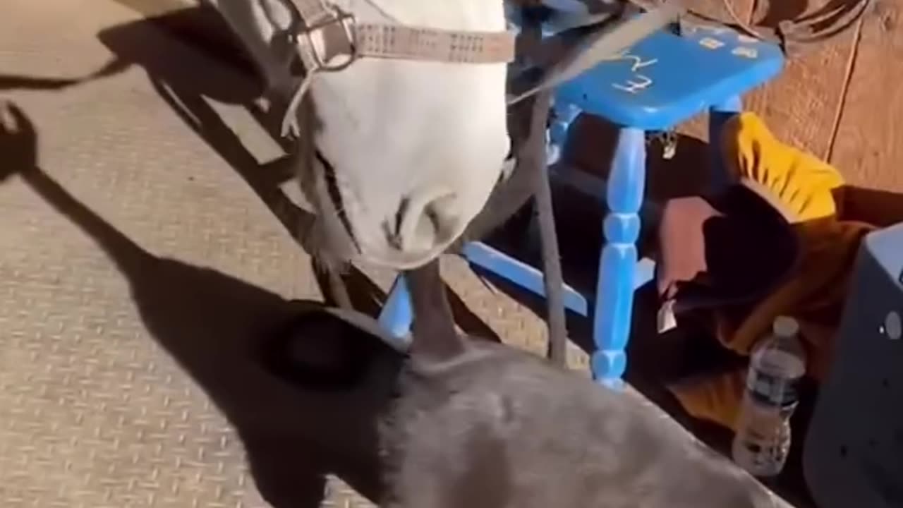 Cats and horses