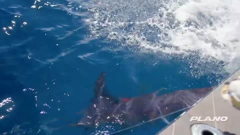 Greatest Swordfish Fishing in the World_part14