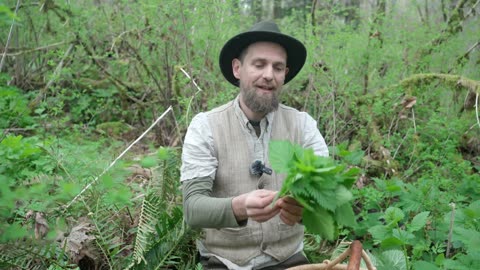 Stinging nettles
