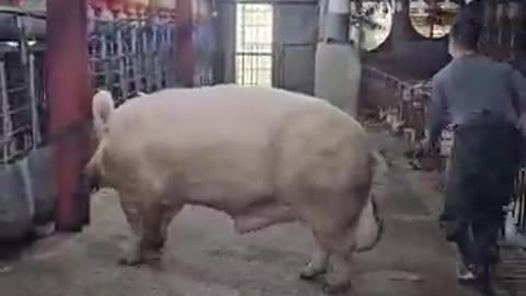 carefully bro
